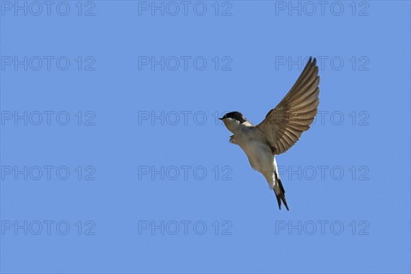 Common house martin