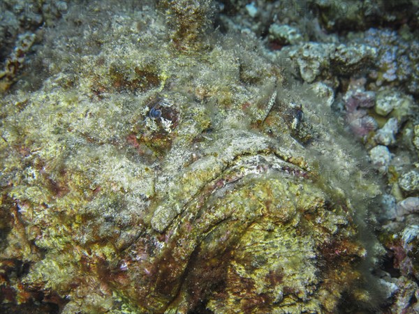 Stonefish