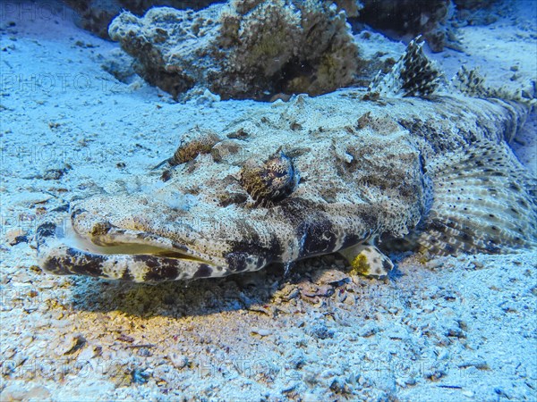 Crocodile fish