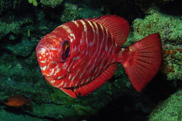 Close-up of red bigeye glasseye snapper