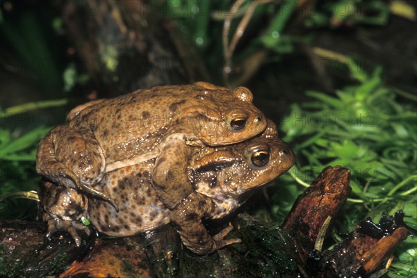 Close up of amplexus behaviour of male and female European common toads