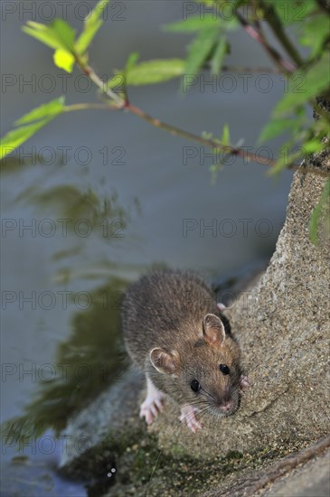 Juvenile Brown rat