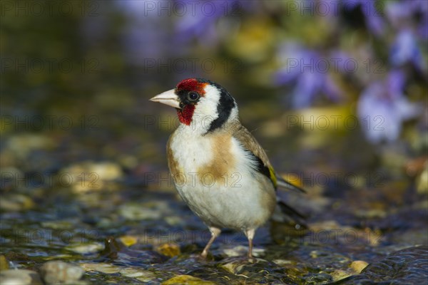 European goldfinch