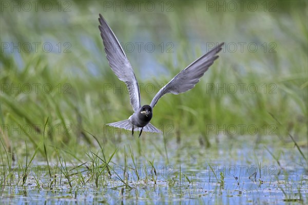 Black tern