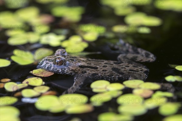 European fire-bellied toad