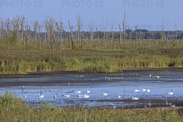 Colony of mute swans and grey herons at nature reserve Anklamer Stadtbruch in Mecklenburg Western Pomerania