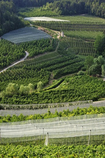 Apple tree orchards at Val di Non