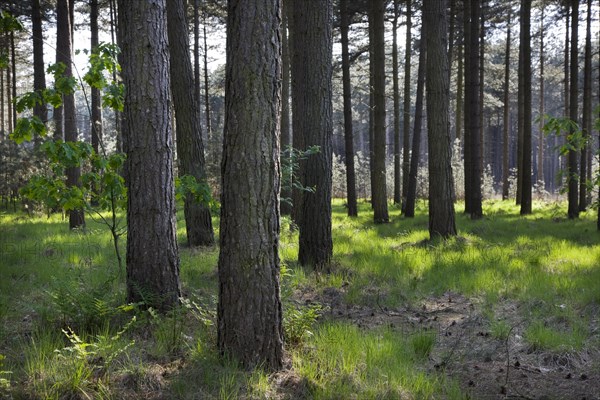 Coniferous forest with European black pines