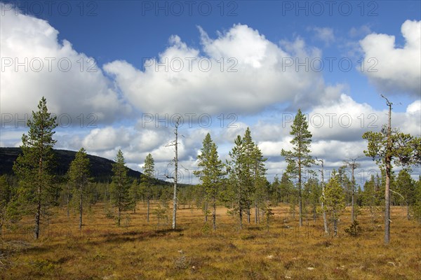 Moorland at the Fulufjaellet National Park