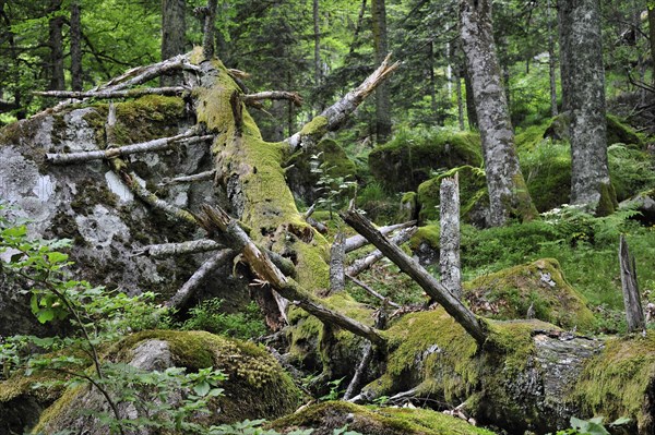 Fallen and broken tree trunk covered in moss