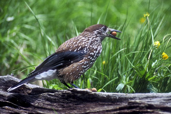 Spotted Nutcracker