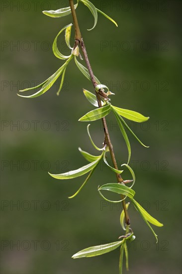 Weeping willow