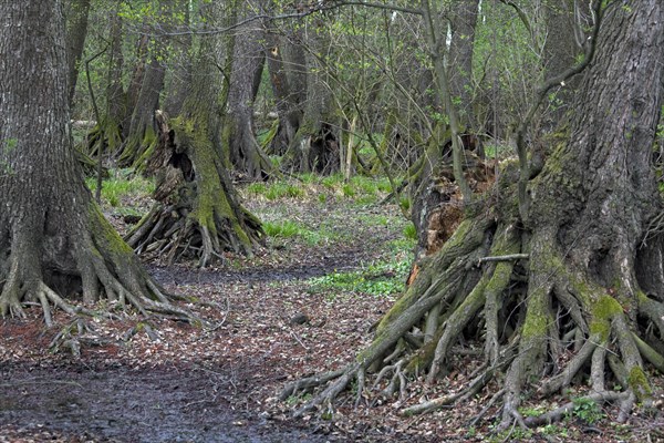 European Alder