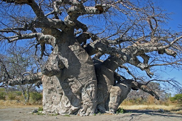 Baobab tree