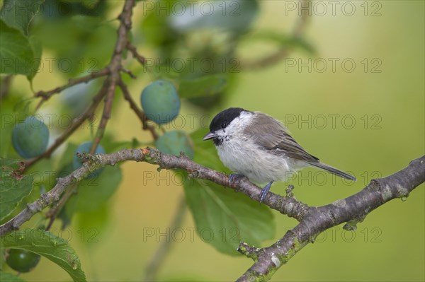 Marsh tit