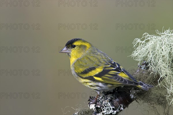 Eurasian siskin