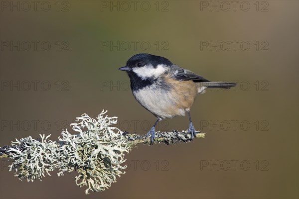 Coal tit