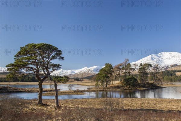 Scots pine