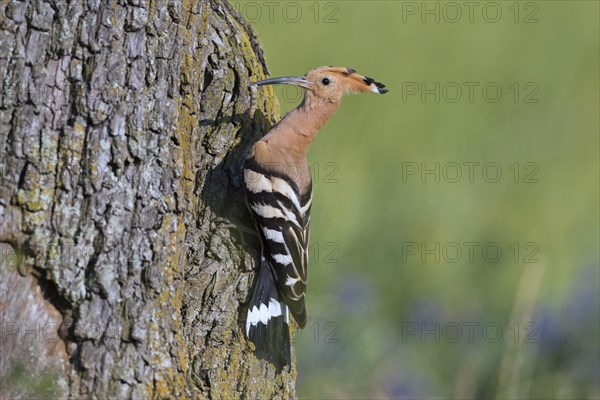 Eurasian hoopoe