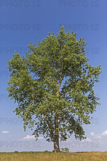 Black poplar