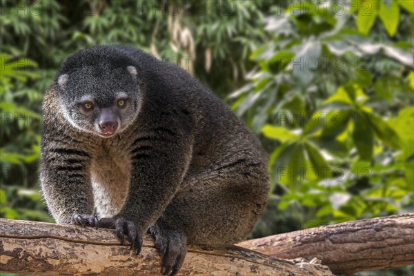 Sulawesi bear cuscus