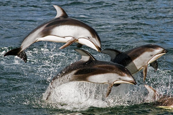 Pacific White-sided Dolphins