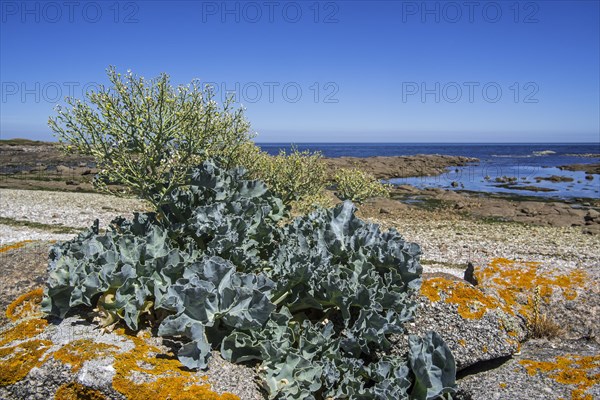 Sea kale