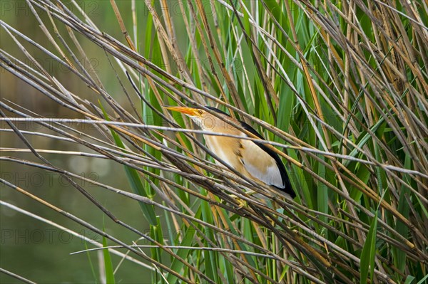 Common little bittern