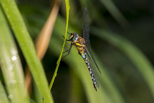 Migrant hawker