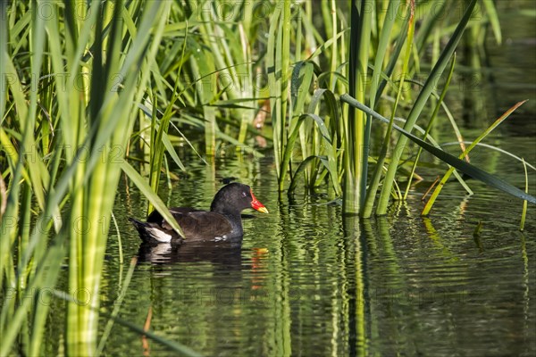 Eurasian common moorhen