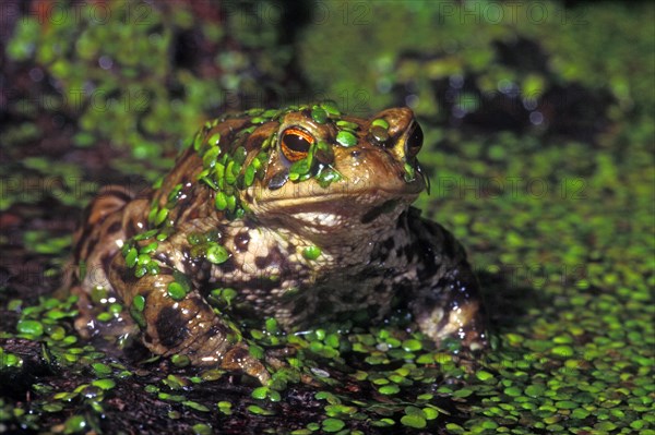 Common toad