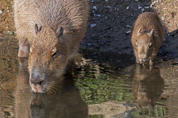 Capybara