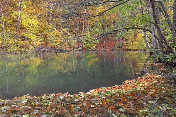Fallen autumn leaves floating in water of the River Pinnau flowing through deciduous forest showing fall colours