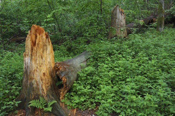 Broken tree trunk