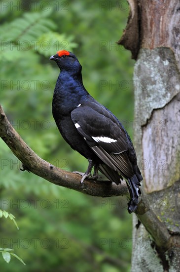 Black grouse