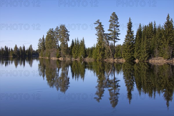 Pine trees along the Vaesterdal River