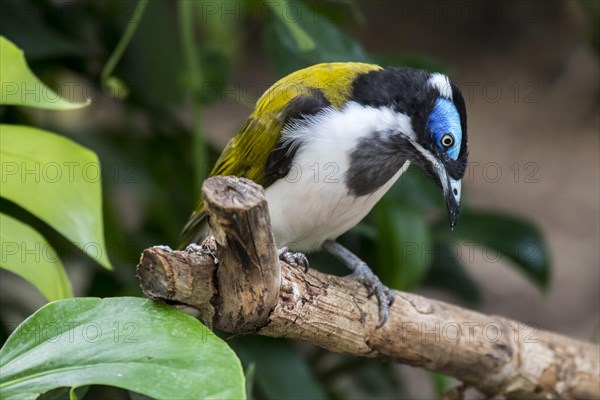 Blue-faced honeyeater