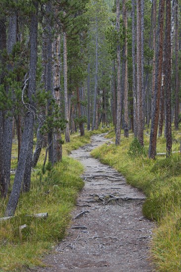 Path covered with tree roots among Scots Pine