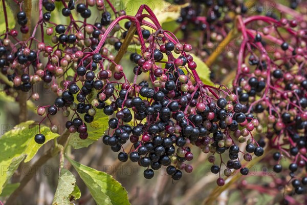 European elder