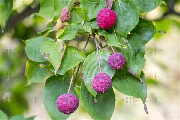 Chinese dogwood