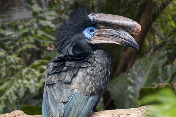 Black-casqued hornbill