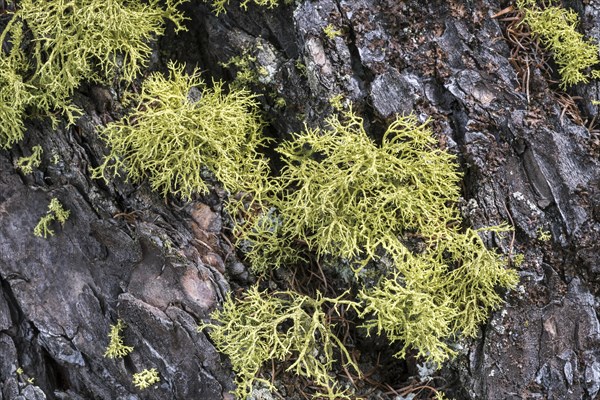 Reindeer lichen