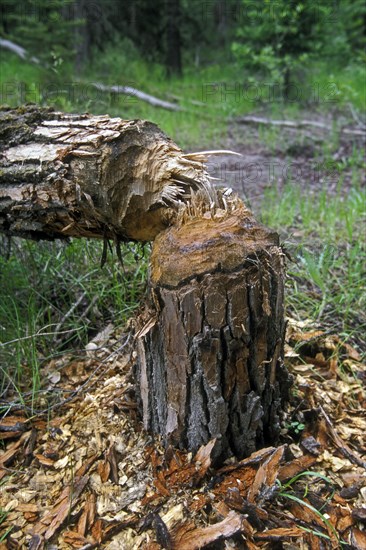 Tree felled by beaver in forest