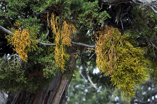 Juniper mistletoe