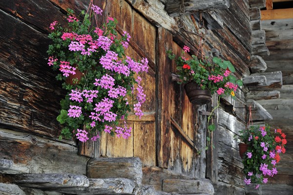 Geraniums decorating traditional wooden granary