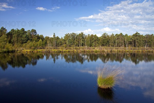 Tussock of purple moor grass