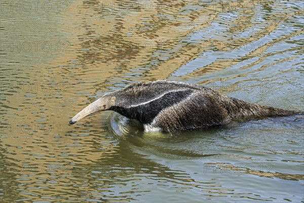 Giant anteater