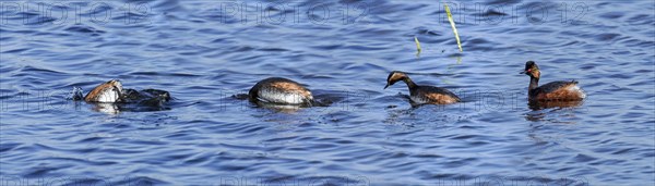 Black-necked grebe