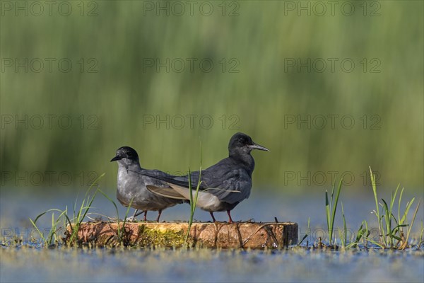 Black tern