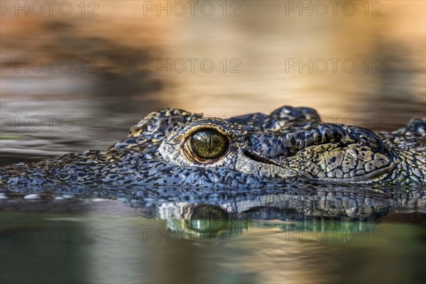 Nile crocodile